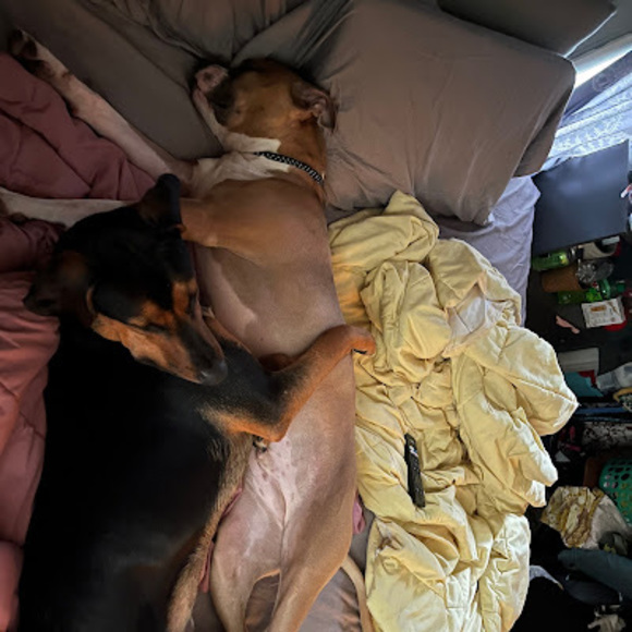 Meet your Posher, Hunter - Picture 1 of 1